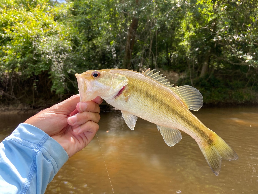 Bogue Falaya Paddle and Wade – Hunting for the Shadow Bass – Down South Fly  Fishing