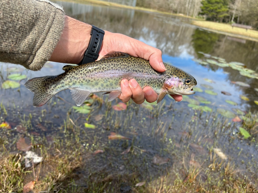 Late Winter or Early Spring? Urban Creek Action – Down South Fly