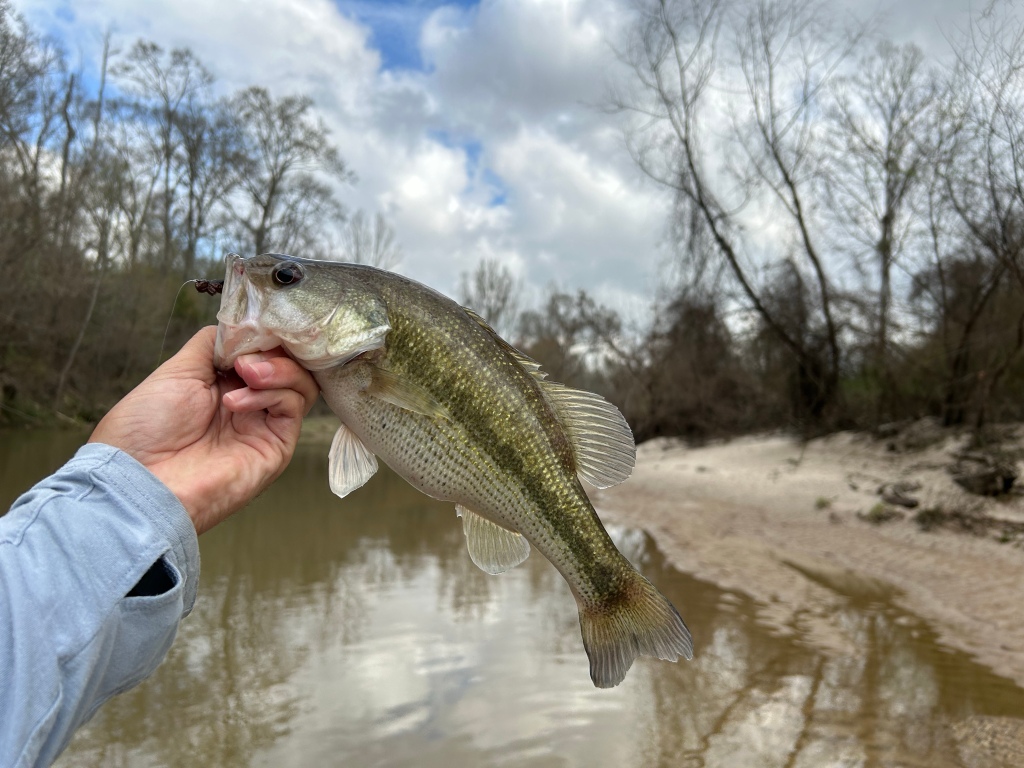 The Wise Master Splinter – Mousing for Bass – Down South Fly Fishing